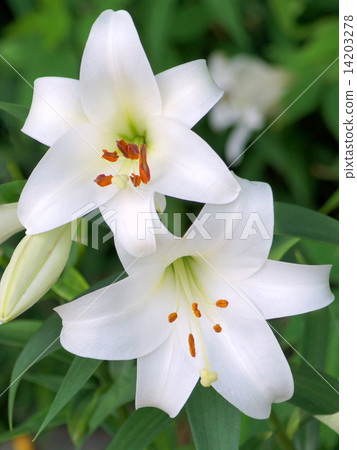 White lily (sleeping garden of sleeping) White lily (sleeping garden of sleeping) 14203278
