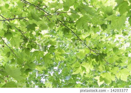 Branch of fresh green Platanus Branch of fresh green Platanus 14203377