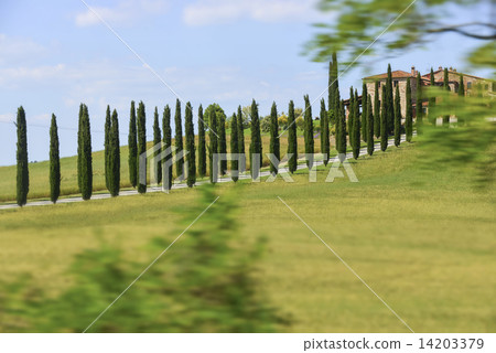 在多山的地區景觀與柏樹行 14203379