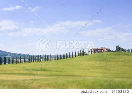 在多山的地區景觀與柏樹行 14203380