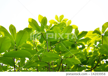 櫻桃樹Parkonoki Honoki 14203958