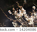 Ume bloom (1) 14204086