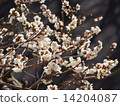 Ume bloom (2) 14204087