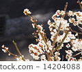 Plum blossoms in full bloom 14204088
