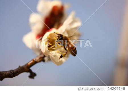 [A bee perching on white plum blossoms in spring] 14204246