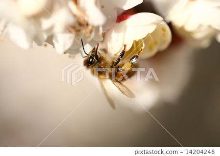 [一隻蜜蜂在春天的白梅花上棲息] 14204248