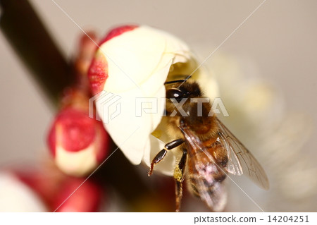 [A bee perching on white plum blossoms in spring] 14204251