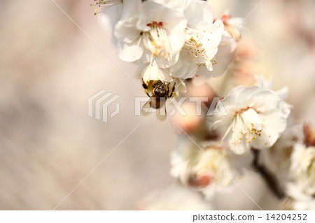 [一隻蜜蜂在春天的白梅花上棲息] 14204252