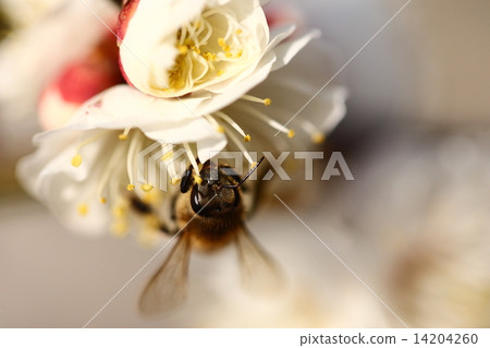 [A bee perching on white plum blossoms in spring] 14204260