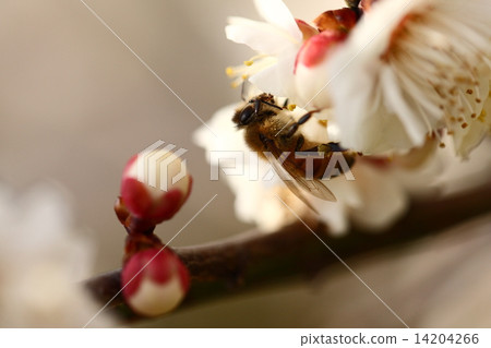 [A bee perching on white plum blossoms in spring] 14204266