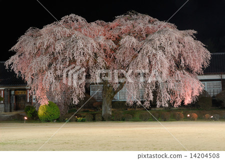 Ichihara School Chiba Sakura 4 14204508