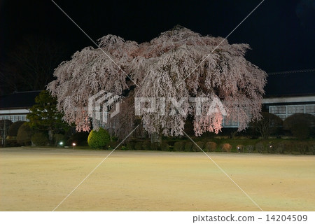 Ichihara School Chiba Sakura 3 Ichihara School Chiba Sakura 3 14204509