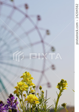 Fly-eye golden yellow flower and Ferris wheel Fly-eye golden yellow flower and Ferris wheel 14204562