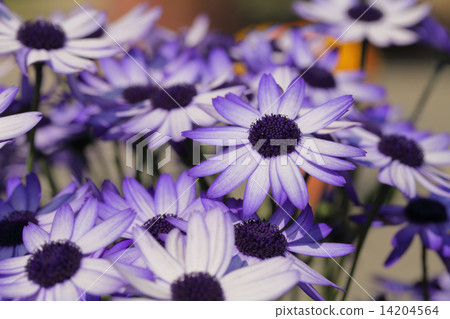 Keika's Blue Purple Keika's Blue Purple 14204564