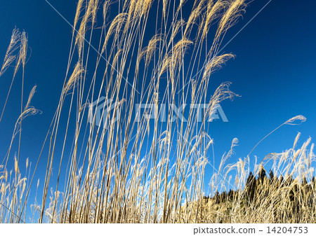 Rinse with shining blue sky 14204753