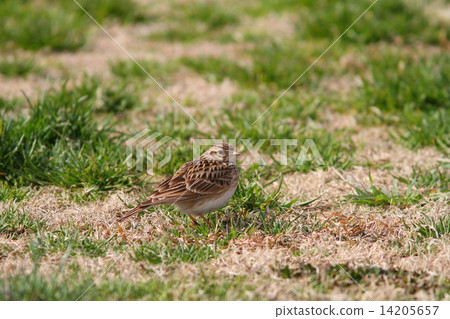 Larkfish March 14205657