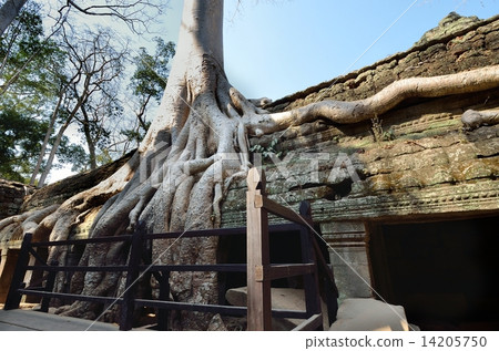 Ta Prom temple entangled with spoons 14205750