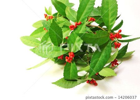 New Year's card · Thousand real and leaves · White back spherical horizontal position 14206037