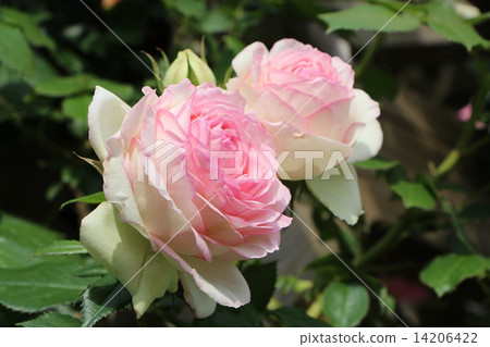 皮埃爾德龍薩爾 14206422