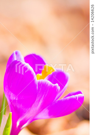 Crocus Crocus 14206626