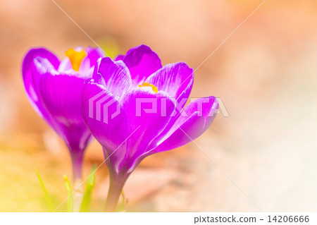 Crocus Crocus 14206666