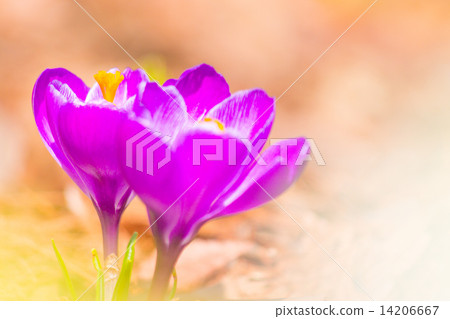 Crocus Crocus 14206667