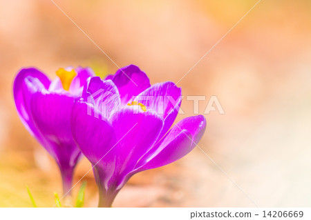 Crocus Crocus 14206669