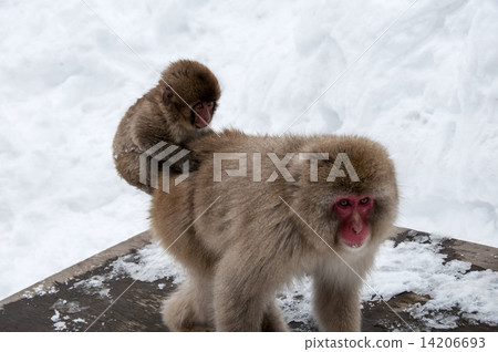Snow monkey Snow monkey 14206693