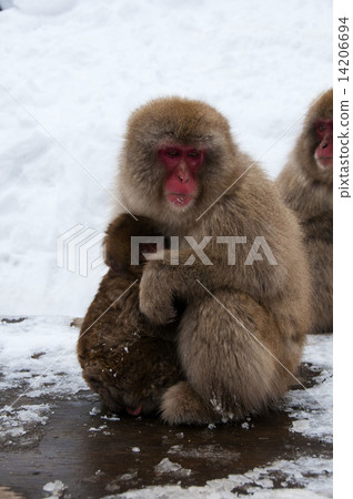 Snow monkey 14206694