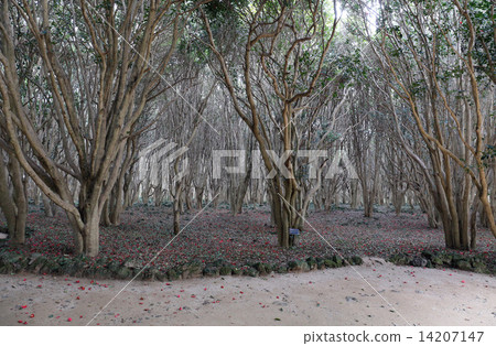 Kasama, Tsubaki group 14207147