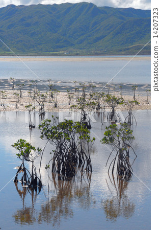 Mangrove forest on Kohama Island 14207323