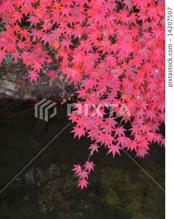 在哲學途中的秋葉 14207507