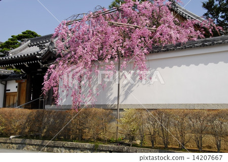 在京都Seiyuin在寺廟的櫻花風景 14207667