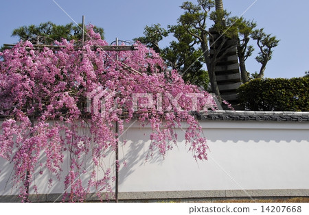 在京都Seiyuin在寺廟的櫻花風景 14207668