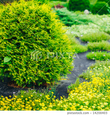 Garden Landscaping Design. Flower Bed, Green Trees And Bushes In 14208403