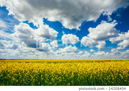 Green Field Blue Sky. Early Summer, Flowering Rapeseed. Oilseed 14208404