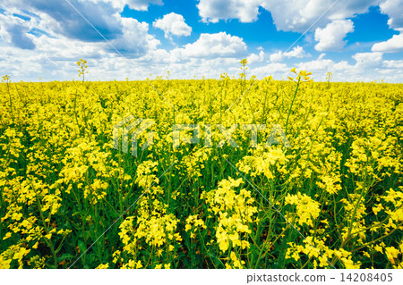 Green Field Blue Sky. Early Summer, Flowering Rapeseed. Oilseed 14208405