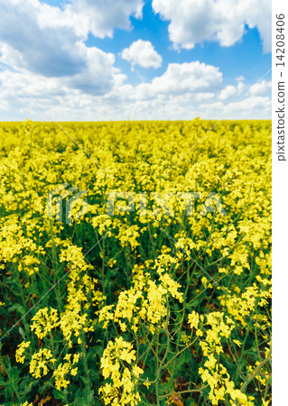 Green Field Blue Sky. Early Summer, Flowering Rapeseed. Oilseed Green Field Blue Sky. Early Summer, Flowering Rapeseed. Oilseed 14208406