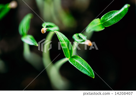 Green Sprout Growing From Seed Green Sprout Growing From Seed 14208407