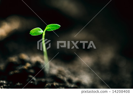 Green Sprout Growing From Seed Green Sprout Growing From Seed 14208408