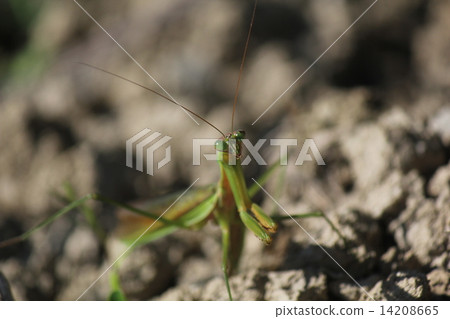 螳螂 14208665