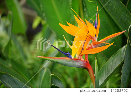Bird of paradise 14208702