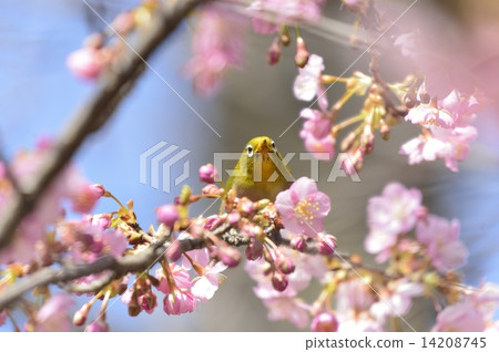 Sakura and mezzo 14208745