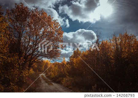 Sunset in the autumn forest 14208793