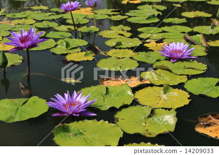Water lily of Queen Sirikit Park 14209033