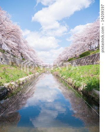 Yamazaki River of Sakura 14209197