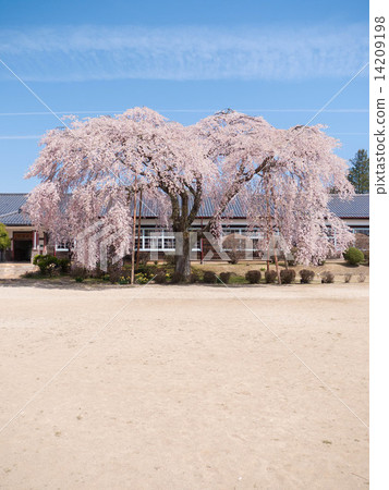 市原學校的分枝櫻花 14209198