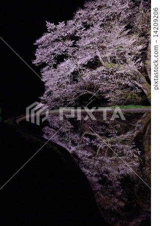 Bridge Tsunagi no Sakura 3 Bridge Tsunagi no Sakura 3 14209206