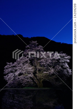 橋6的櫻花 14209209