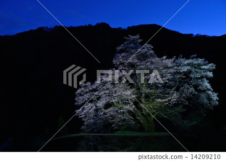Bridge Tsunagi no Sakura 7 14209210